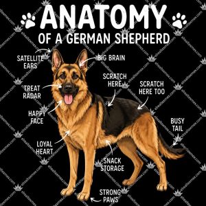 Anatomy Of A German Shepherd 3 Anatomy Of A German Shepherd T Shirts