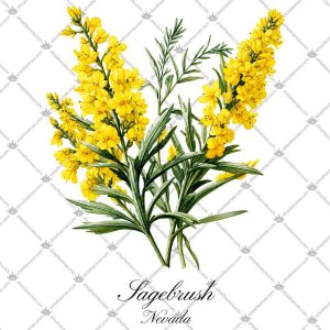 Nevada State Flower-Sagebrush 5 Nevada State Flower-Sagebrush T Shirts
